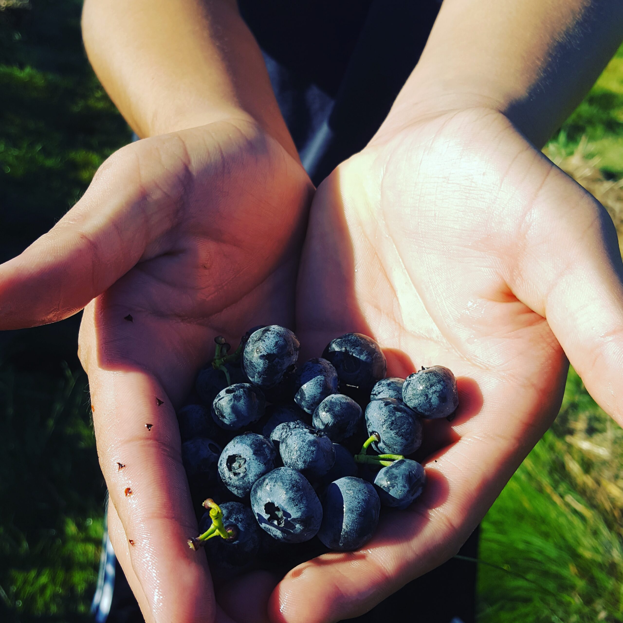 cropped-image-hand-holding-berries