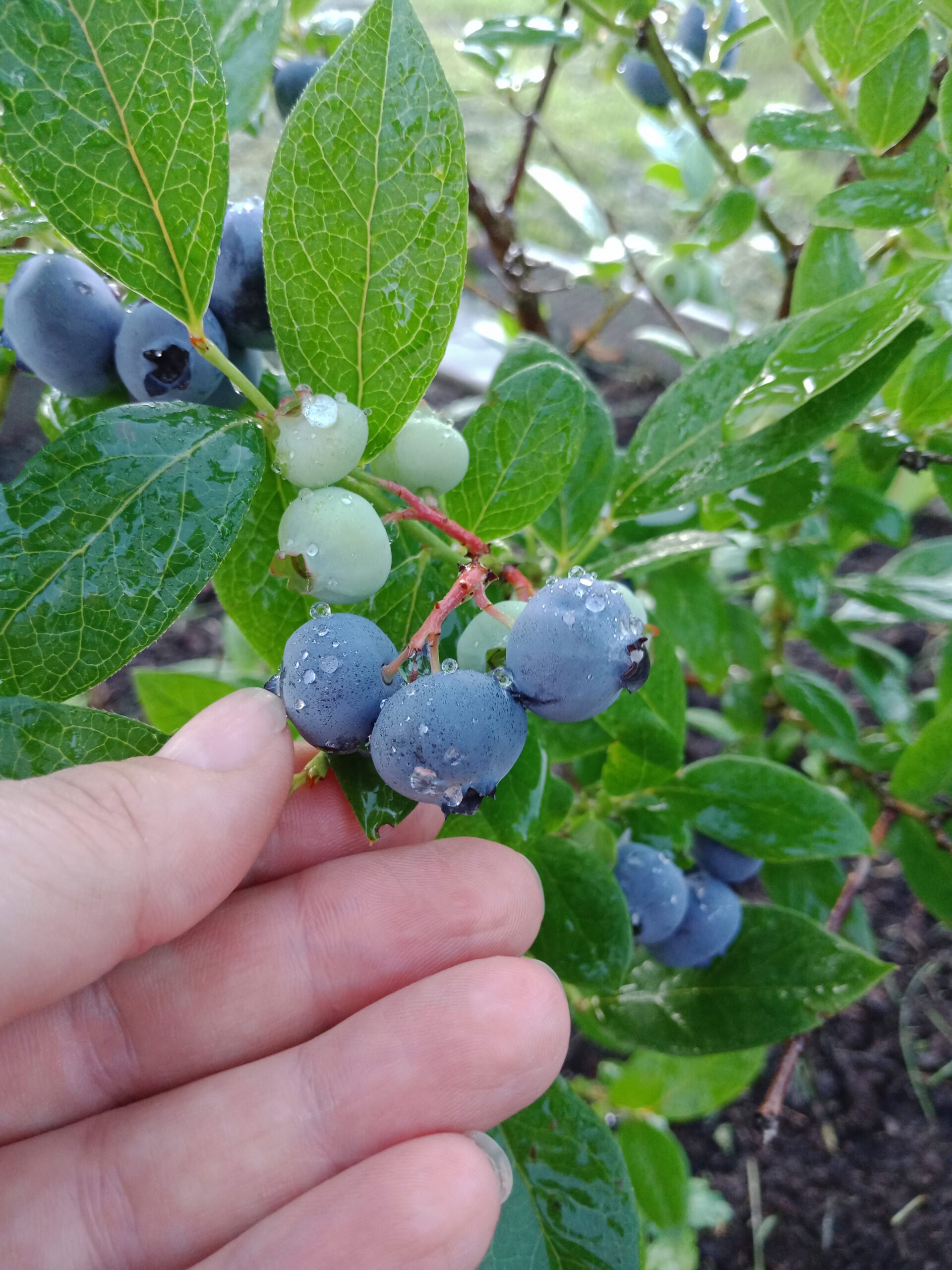 Blueberry harvest. Woman farmer collects ripe blueberries on the farm. Drops of ross or rain on blueberries. Vertical photo.